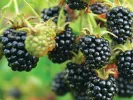 Černica (Rubus fruticosus) OUACHITA