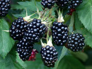 Brombeere (Rubus fruticosus) CHESTER - Tutifruti SK