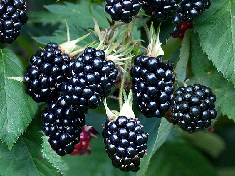 Brombeere (Rubus fruticosus) CHESTER