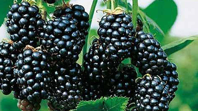 Brombeeren: ihre Bedeutung für Garten und Anbau