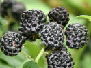 Brombeere (Rubus occidentalis) JEWEL - Tutifruti SK