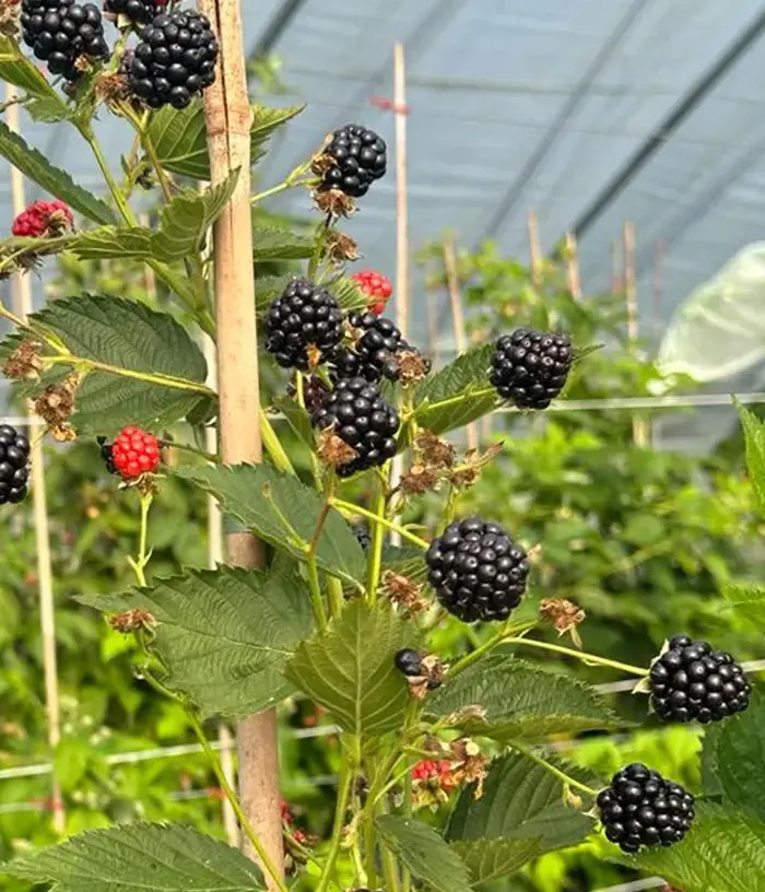 Černica (Rubus fruticosus) JUHAS PBR - Tutifruti, s.r.o.