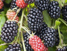 Bio Brombeere (Rubus fruticosus) THORNFREE - Tutifruti SK