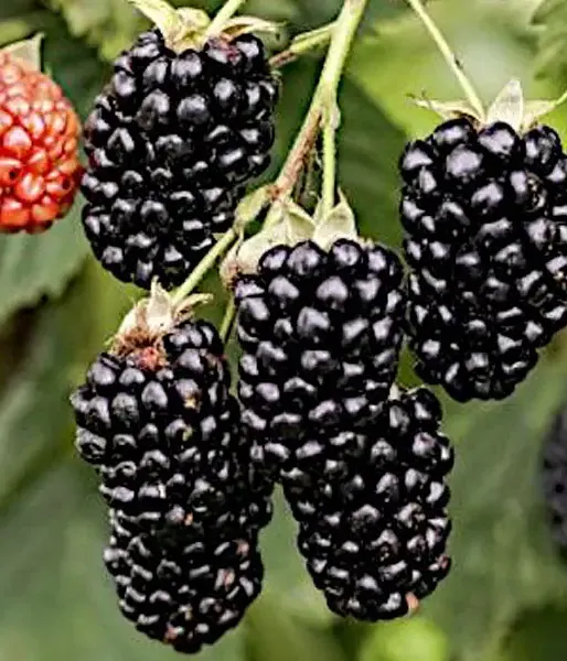 Blackberry (Rubus fruticosus) NAVAHO