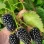 Modern Thornless Blackberries: Relevant, Juhas, Loch Ness & Maryna