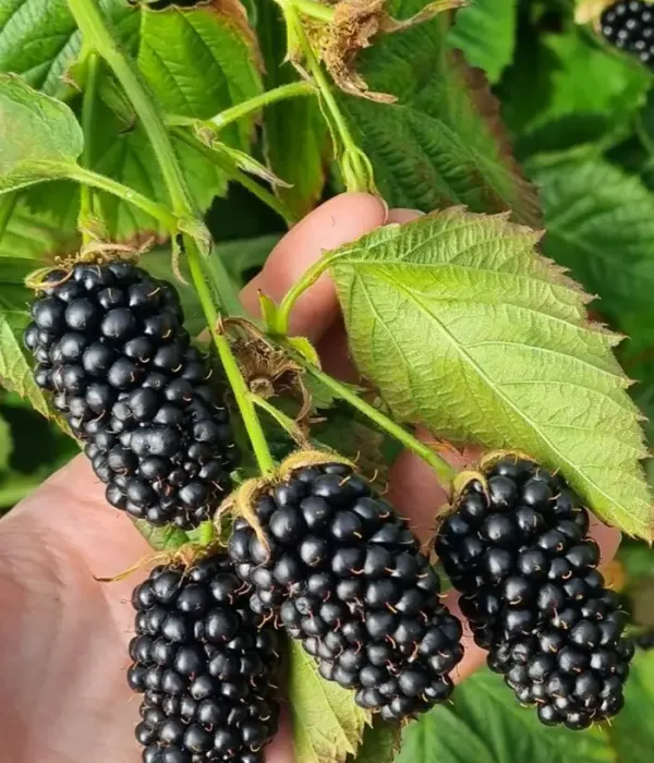 Blackberry (Rubus fruticosus) RELEVANT PBR