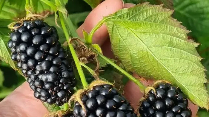 Die besten dornenlosen Brombeeren mit riesigen Früchten