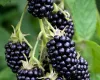 Blackberries to order