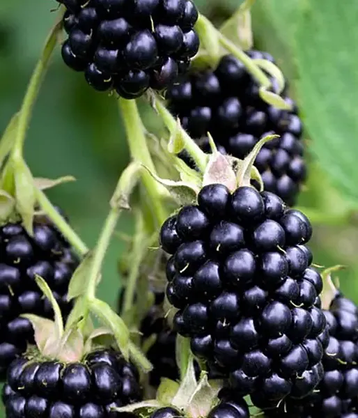 Blackberry (Rubus fruticosus) TRIPLE CROWN