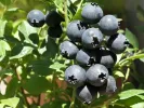 PBR Čučoriedka (Vaccinium corymbosum x Vaccinium angustifolium x Vaccinium uliginosum) ALVAR - Tutifruti, s.r.o. (SK)