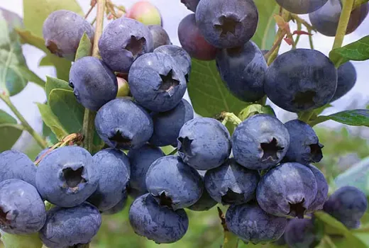 Anleitung zur Auswahl von wärmeliebenden Blaubeeren: 3 Mythen, die Sie an einer reichen Ernte hindern