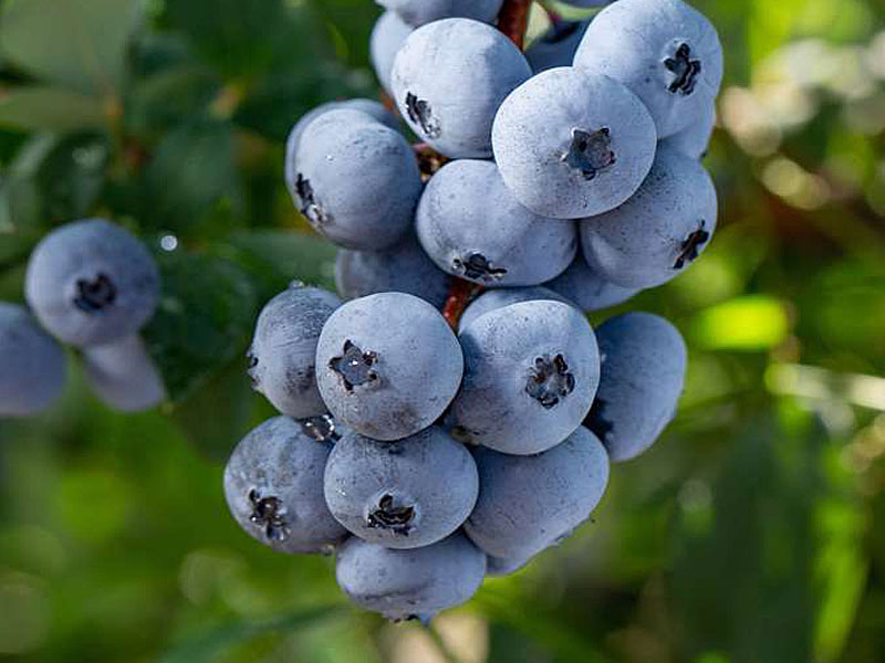 Heidelbeere (Vaccinium corymbosum) BRIGITTA BLUE