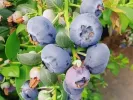 Heidelbeere (Vaccinium corymbosum x Vaccinium darrowii) CAPE FEAR - Tutifruti SK