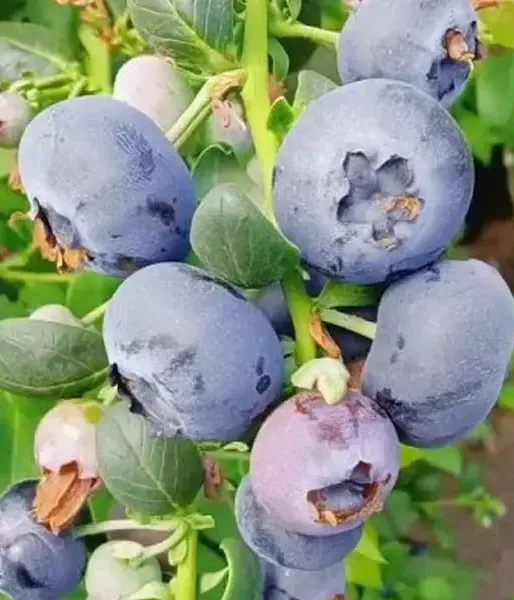 Čučoriedka (Vaccinium corymbosum x Vaccinium darrowii) BLUE SUEDE®
