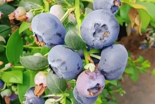 Southern highbush blueberries: Analysis of the Blue Ridge, Cape Fear, Cooper, and Gulfcoast varieties