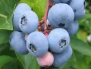 Blueberry (Vaccinium virgatum) CENTURION® - Tutifruti SK