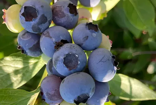 MAP (Ammoniumphosphat): Dualer Dünger für Heidelbeeren