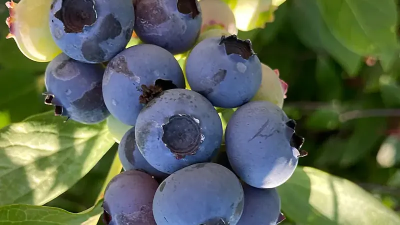 MAP (Ammoniumphosphat): Dualer Dünger für Heidelbeeren