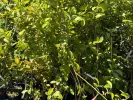 Heidelbeere (Vaccinium virgatum) PREMIER® - Tutifruti SK