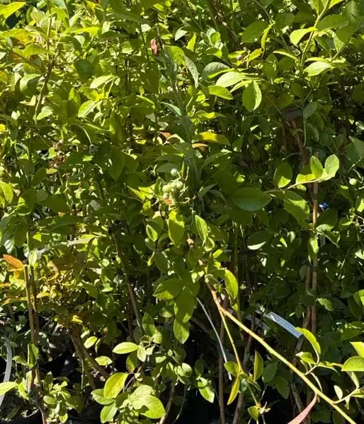 Heidelbeere (Vaccinium virgatum) PREMIER® 