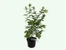 Heidelbeere (Vaccinium corymbosum) OLLE - Tutifruti SK