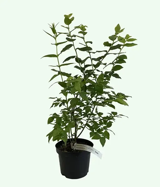 Blueberry (Vaccinium corymbosum) OLLE