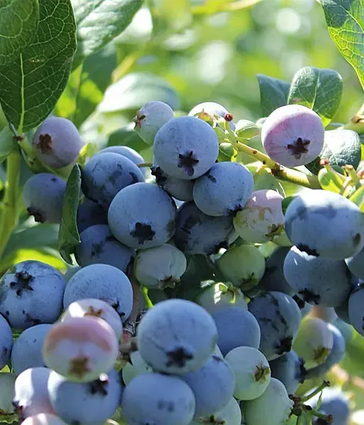 Blueberry (Vaccinium corymbosum) OLLE