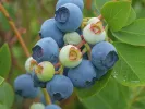 Blueberry (Vaccinium virgatum) POWDER BLUE - Tutifruti SK