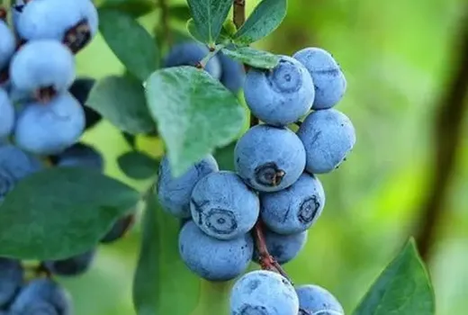 Rabbiteye blueberries: Analysis of the Climax, Premier, Brightwell, and Delite varieties
