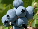 Blueberry (Vaccinium corymbosum x Vaccinium darrowii) MILLENNIA® - Tutifruti SK