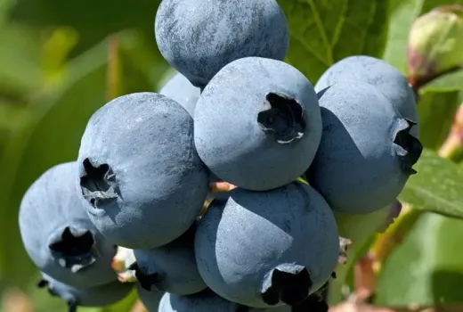 A Guide to the World of Heat-Loving Blueberries: Which Southern Highbush Variety Is Right for You?