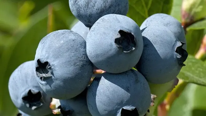 Ein Leitfaden durch die Welt der wärmeliebenden Blaubeeren: Welche Southern Highbush-Sorte ist die richtige für Sie?