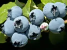 Čučoriedka (Vaccinium corymbosum x Vaccinium darrowii) STAR - Tutifruti SK