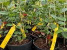 Heidelbeere (Vaccinium corymbosum x Vaccinium darrowii) ALIX BLUE™