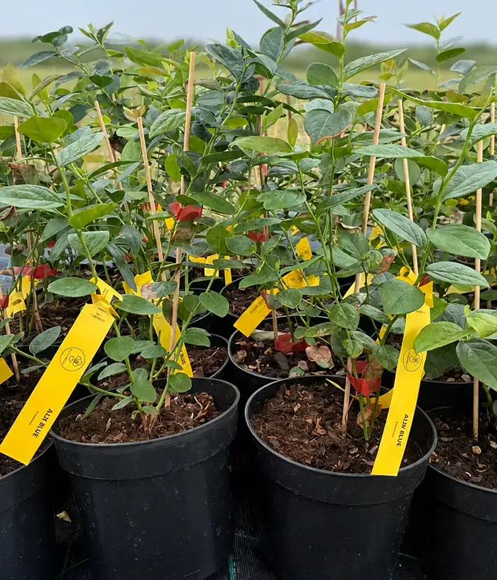 Heidelbeere (Vaccinium corymbosum x Vaccinium darrowii) ALIX BLUE™