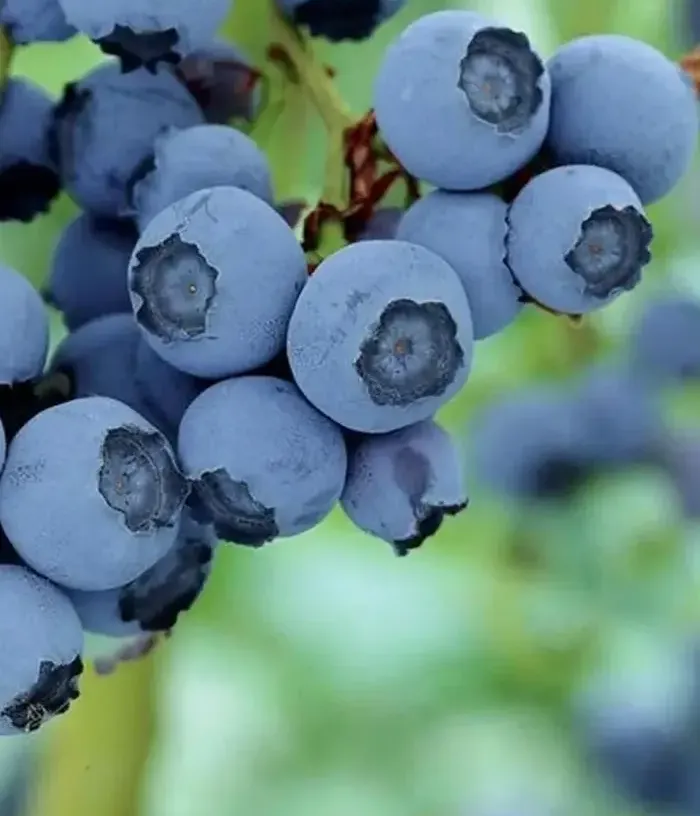 Blueberry (Vaccinium corymbosum) BABY BLUES - Tutifruti, s.r.o.