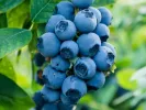 Heidelbeere (Vaccinium corymbosum x Vaccinium darrowii) BILOXI - Tutifruti, s.r.o.