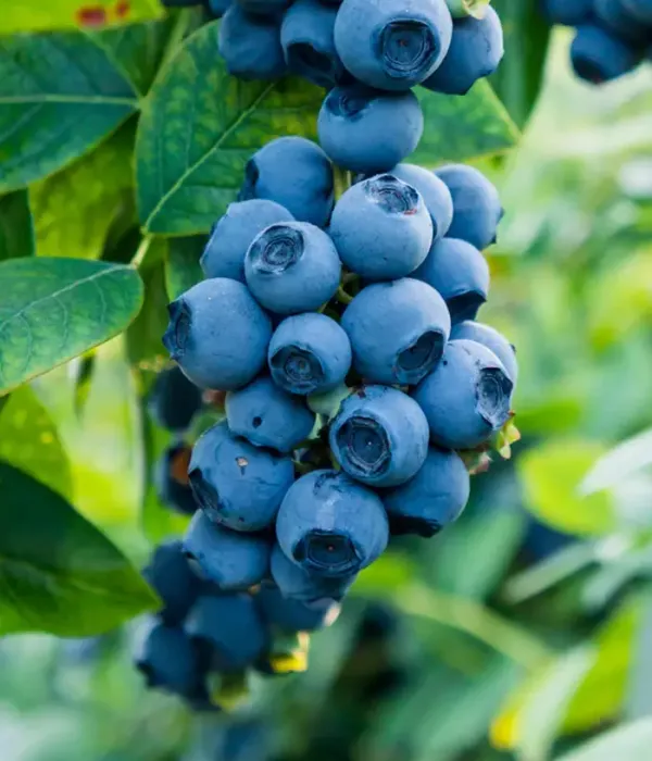 Blueberry (Vaccinium corymbosum x Vaccinium darrowii) BILOXI