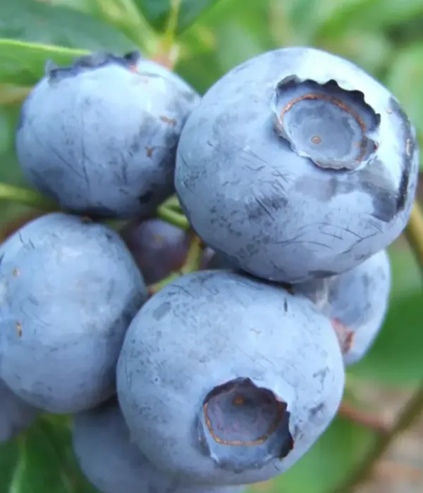 Blueberry (Vaccinium corymbosum) BLUEGOLD