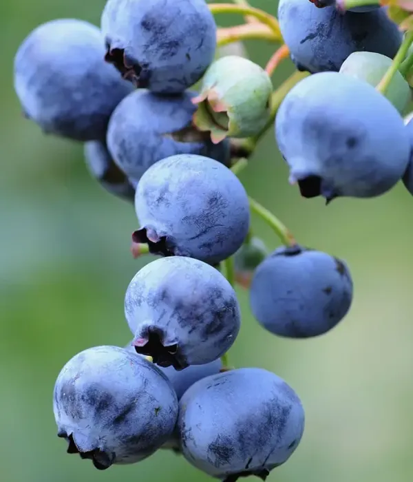 Blueberry (Vaccinium corymbosum) BLUEJAY