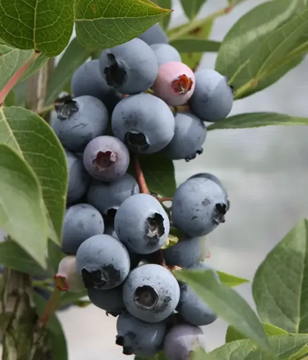 Blueberry (Vaccinium corymbosum) BRIGITTA BLUE