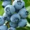 Blaubeeren anbauen: Wie Phänologie und Strauchform den Erfolg bestimmen