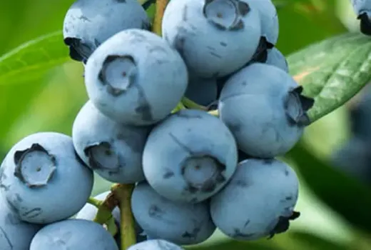 Blaubeeren anbauen: Wie Phänologie und Strauchform den Erfolg bestimmen