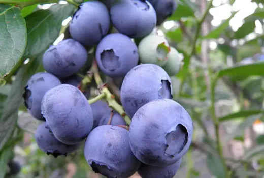 From Forest Swamps to Global Supermarkets: A Comprehensive Story of Domestication, Adaptation, and Genetics of the Genus Vaccinium