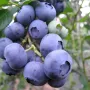 Heidelbeere (Vaccinium corymbosum) CHANDLER