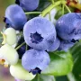 Heidelbeere (Vaccinium virgatum) CLIMAX® 