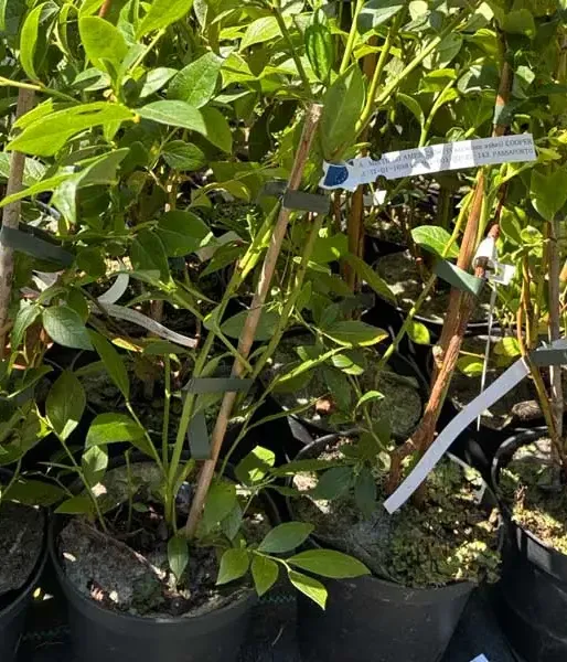 Heidelbeere (Vaccinium corymbosum x Vaccinium darrowii) COOPER