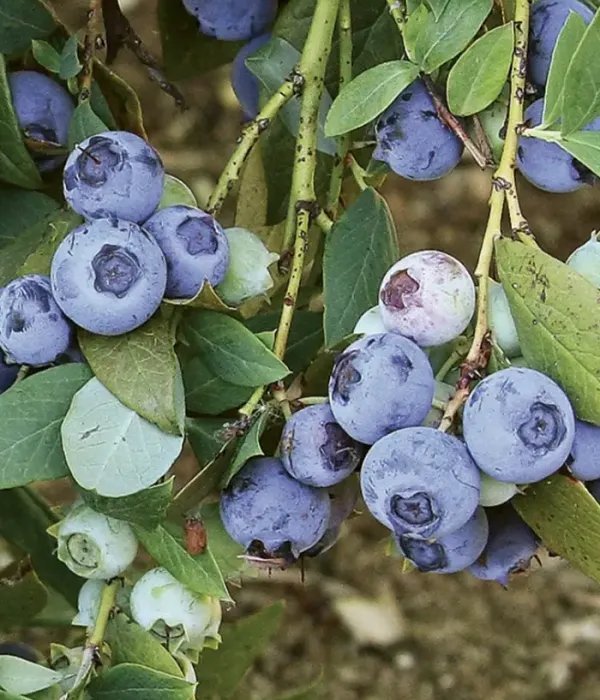 Blueberry (Vaccinium corymbosum x Vaccinium darrowii) SUZIBLUE