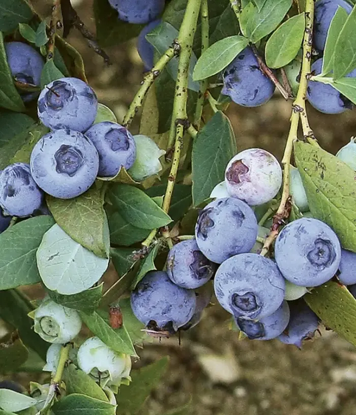 Blueberry (Vaccinium corymbosum x Vaccinium darrowii) SUZIBLUE