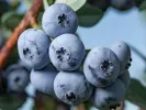 Heidelbeere (Vaccinium virgatum) DELITE - Tutifruti, s.r.o.